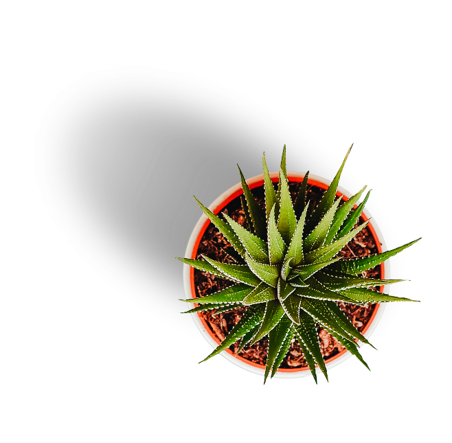 Plante