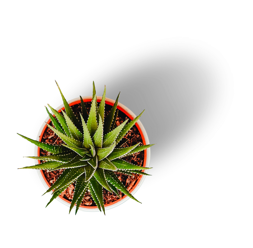 Plante