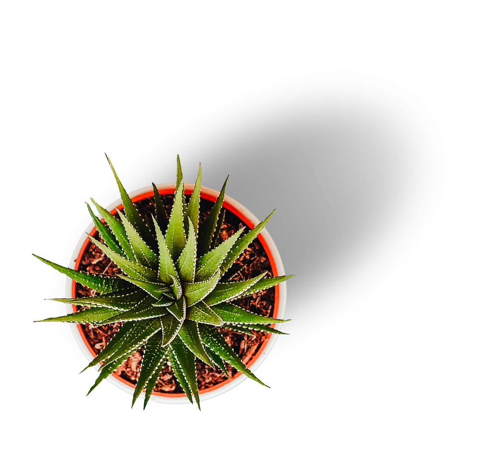 Plante